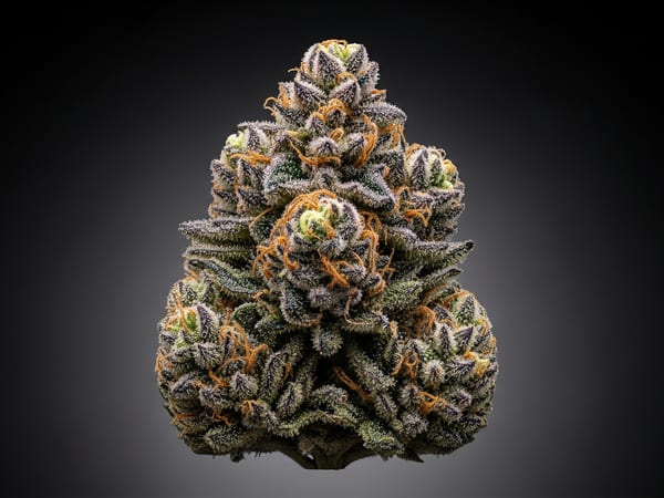 9 Pound Hammer THCa flower — Indica, 26.8% THCa