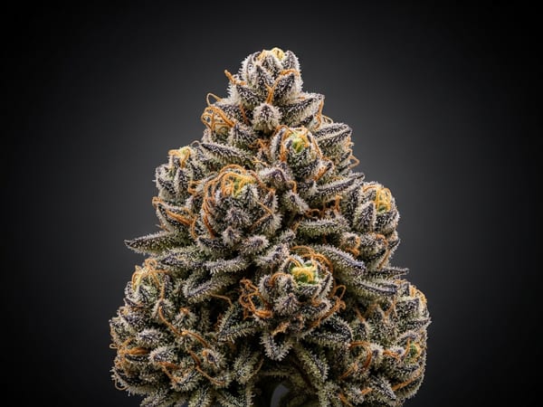 Alien THCa flower — Indica, 27.7% THCa