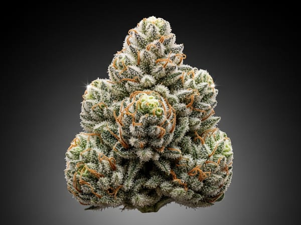 Apple Crystal THCa flower — Sativa, 20% THCa