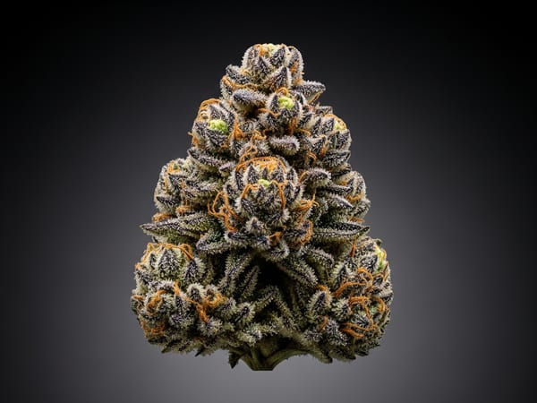 Big Bud THCa flower — Indica, 16.9% THCa