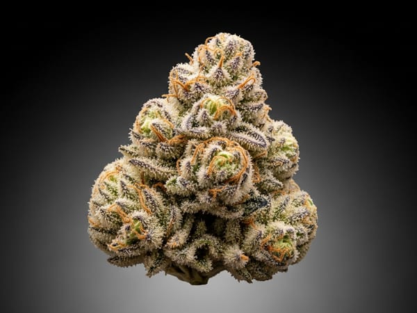 Biscotti THCa flower — Indica, 19% THCa