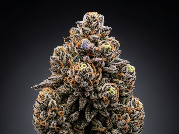 Black Robot THCa flower — Indica, 25.3% THCa