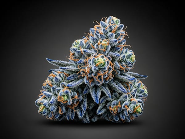 Blueberry Alien THCa flower — Sativa, 25.2% THCa