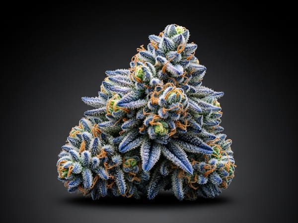 Blueberry Premium THCa flower — Sativa, 25.5% THCa