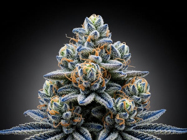 Blueberry Widow THCa flower — Indica, 22.7% THCa