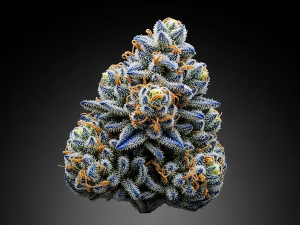 Blueberry THCa flower — Indica, 26.9% THCa