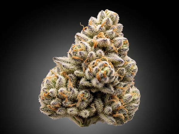 Cake THCa flower — Sativa, 19.6% THCa