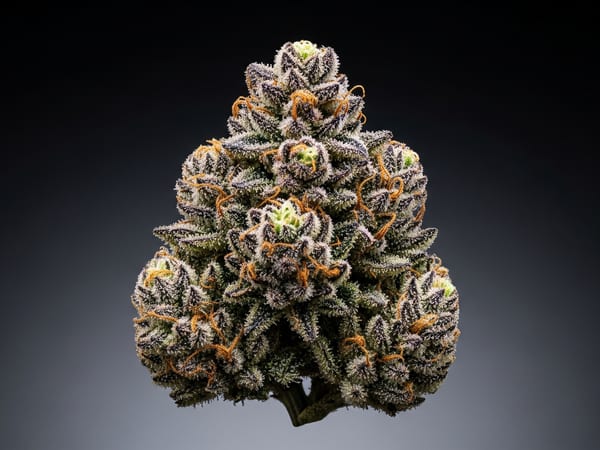 Caramel Cyber THCa flower — Indica, 25.2% THCa