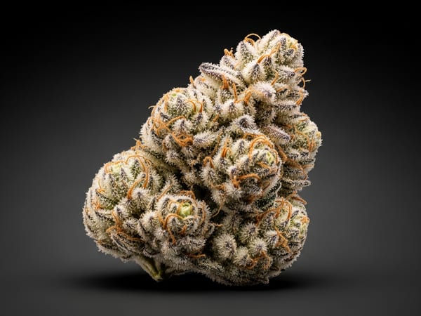 Caramel Sherbet THCa flower — Indica, 22.5% THCa
