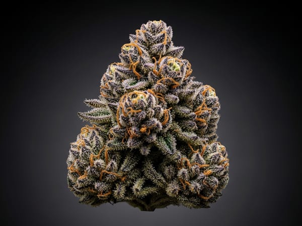 Cereal Milk THCa flower — Indica, 23.2% THCa