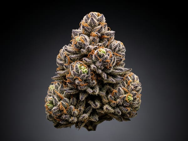 Cheese THCa flower — Indica, 16.7% THCa