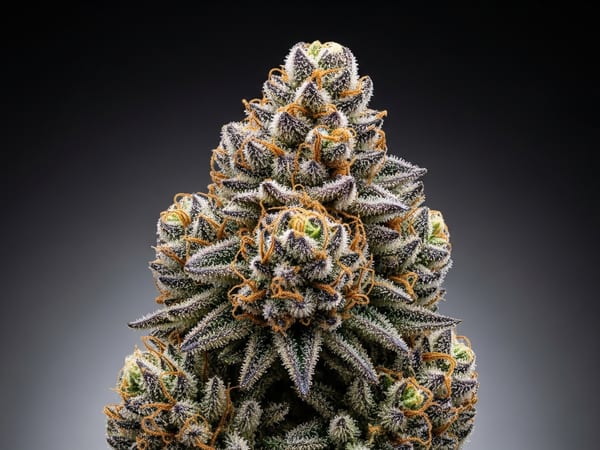Chernobyl THCa flower — Indica, 29.9% THCa