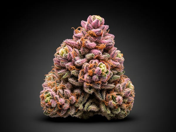 Cherry Palace THCa flower — Indica, 20.8% THCa