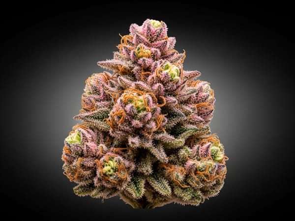 Cherry Select THCa flower — Hybrid, 23.2% THCa