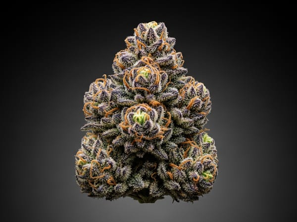 Chocolate Cheese THCa flower — Indica, 27.8% THCa