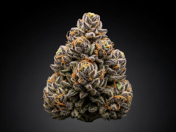 Chocolate Glue THCa flower — Indica, 21.2% THCa