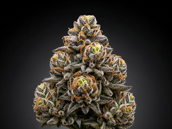 Chocolate Jack THCa flower — Indica, 26.6% THCa