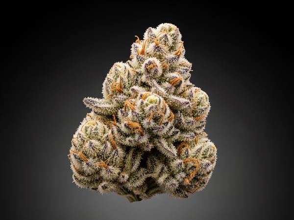 Cookies and Cream THCa flower — Hybrid, 18.3% THCa