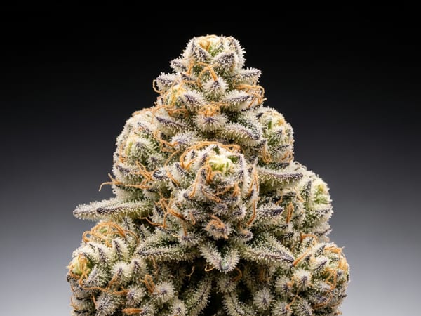 Cookies THCa flower — Hybrid, 24.6% THCa
