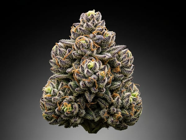 Crown THCa flower — Indica, 26.1% THCa