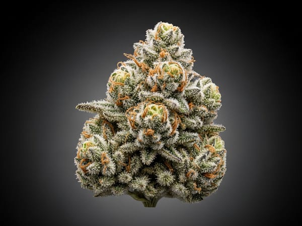 Crystal THCa flower — Indica, 23.5% THCa