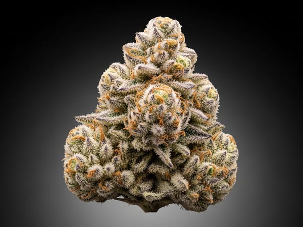 Diesel Gelato THCa flower — Hybrid, 22% THCa