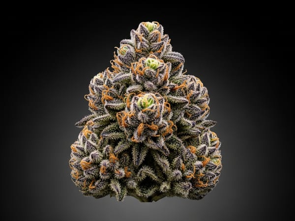 Do-Si-Dos THCa flower — Indica, 23.7% THCa