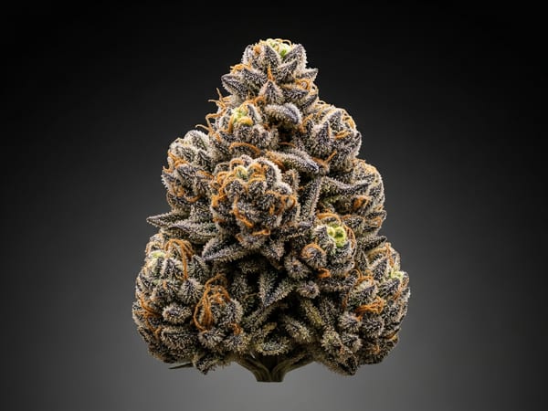 Dream THCa flower — Indica, 24.9% THCa