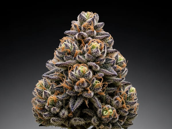 Empire THCa flower — Indica, 21.8% THCa