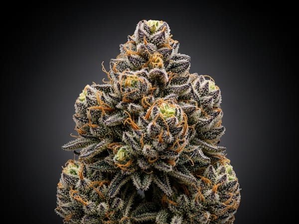 Exotic Neon THCa flower — Indica, 27.3% THCa