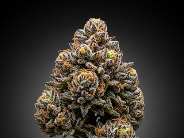 Exotic Punch THCa flower — Indica, 22.6% THCa