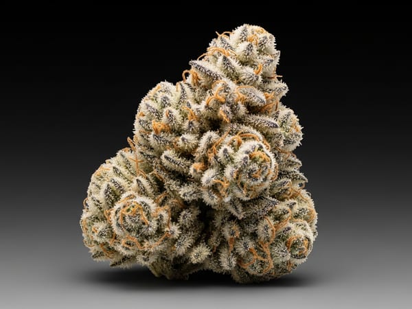 Gelato THCa flower — Hybrid, 21.6% THCa
