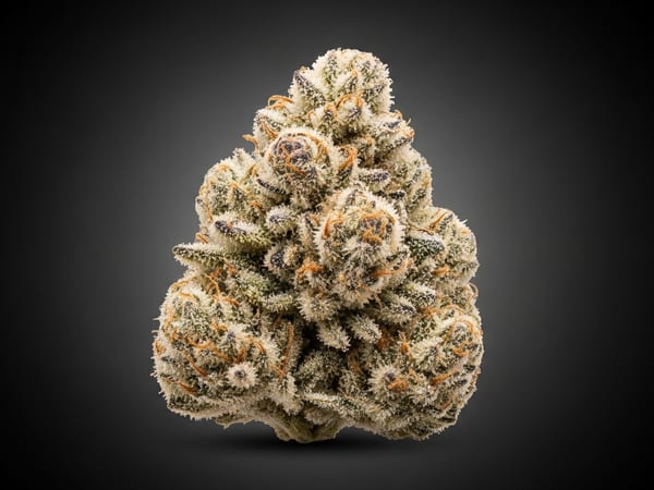 Girl Scout Cookies THCa flower — Hybrid, 24.7% THCa