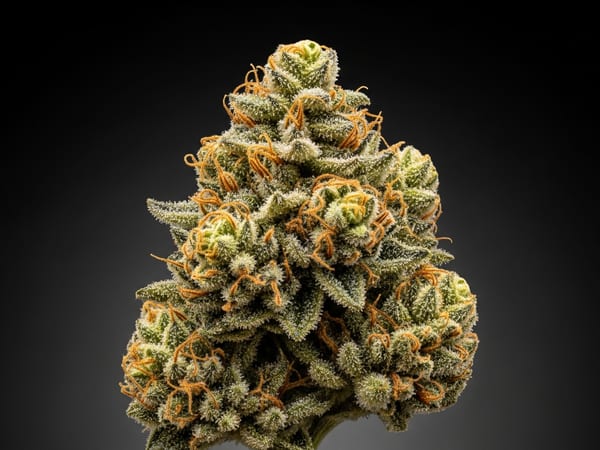 Golden Express THCa flower — Indica, 21.8% THCa