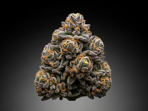 Grand Runtz THCa flower — Indica, 24.4% THCa