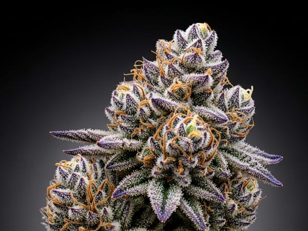 Granddaddy Purple THCa flower — Indica, 30% THCa