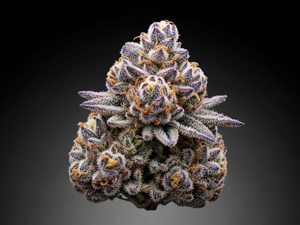 Grape Breath THCa flower — Hybrid, 25.1% THCa
