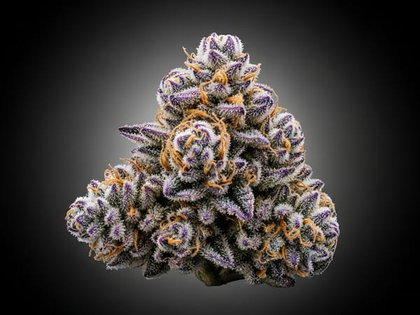 Grape Cookies THCa flower — Hybrid, 23.5% THCa