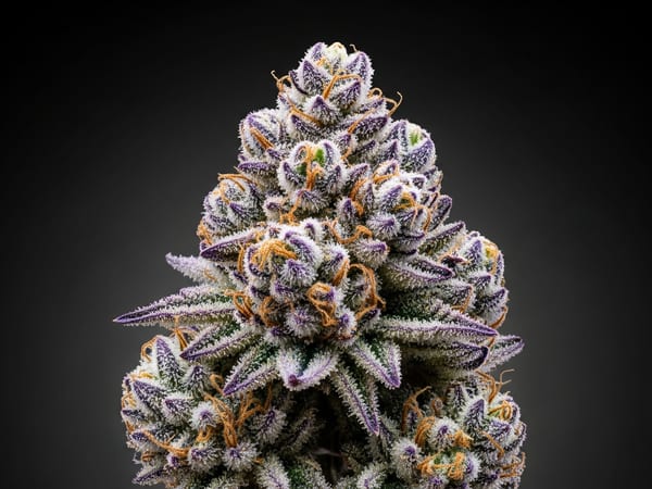 Grape Empire THCa flower — Sativa, 25.5% THCa