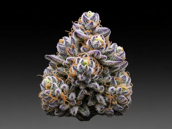 Grape Glue THCa flower — Hybrid, 25.4% THCa