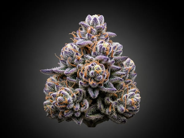 Grape Star THCa flower — Indica, 27.7% THCa