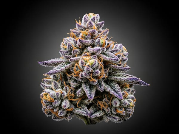 Grape Storm THCa flower — Sativa, 24% THCa