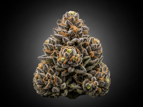 Green Lantern THCa flower — Indica, 22.7% THCa