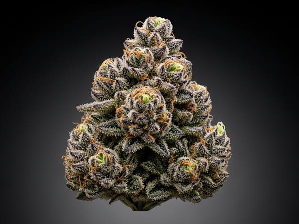 Green Platinum THCa flower — Indica, 28.1% THCa