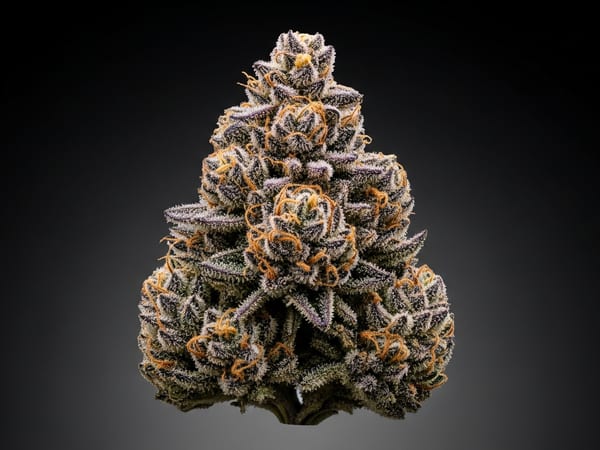 Green Ribbon THCa flower — Indica, 24.5% THCa