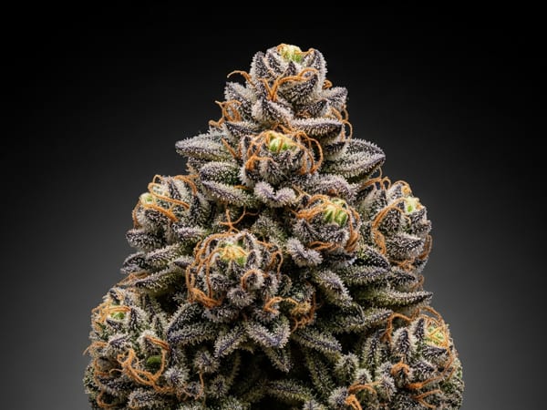 Heritage THCa flower — Indica, 25.4% THCa