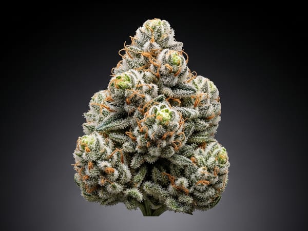 Ice Cream Cake THCa flower — Sativa, 24.8% THCa