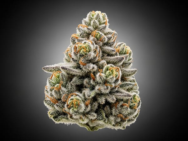 Ice Heritage THCa flower — Hybrid, 23.4% THCa