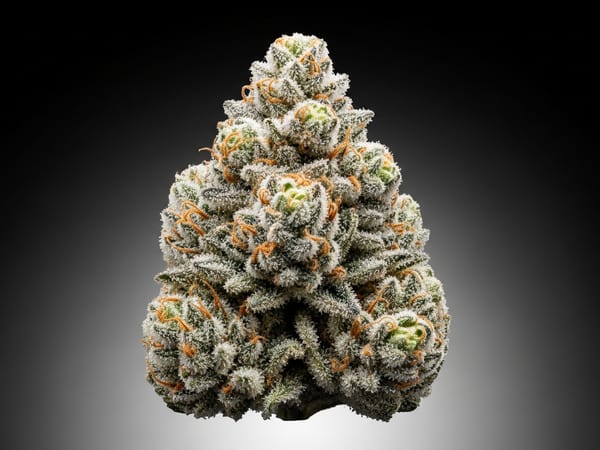 Ice Legacy THCa flower — Indica, 22.1% THCa