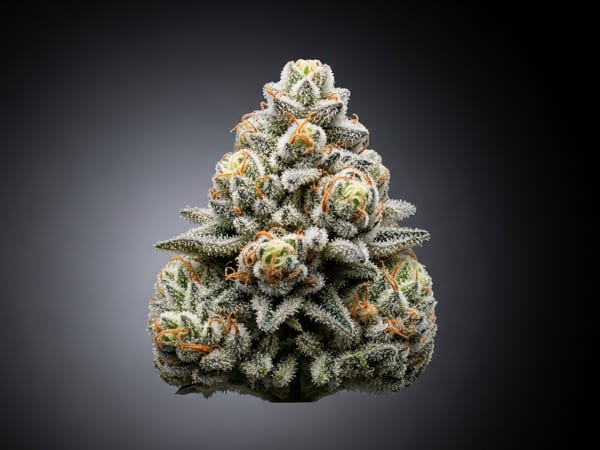 Ice Palace THCa flower — Sativa, 19.4% THCa